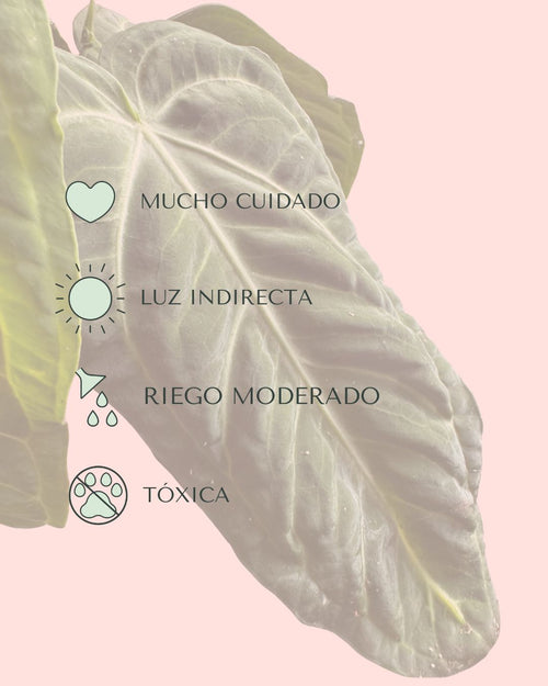 anthurium vilanaorum cuidados