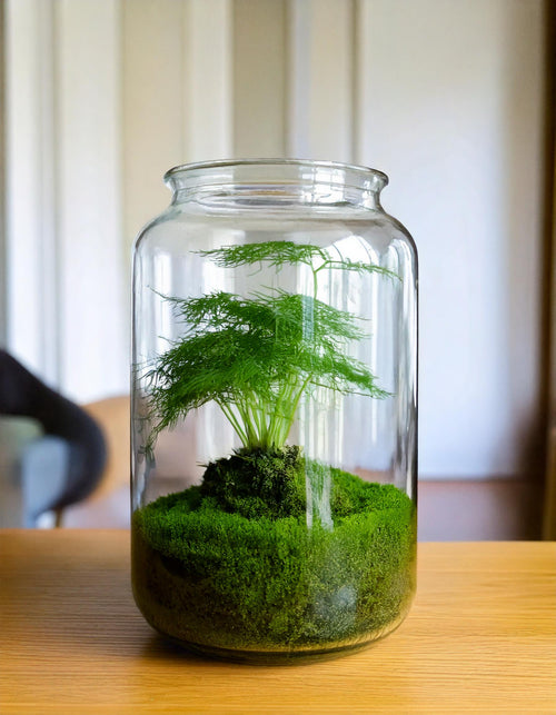 asparagus-plumosus-terrario