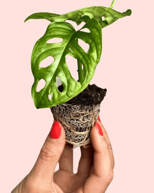 bebe-monstera-adasonii-detail