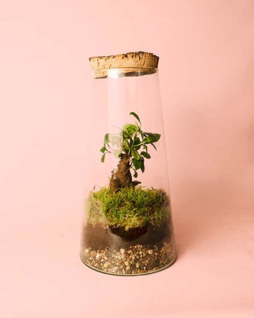 botanic-terrario-ficus