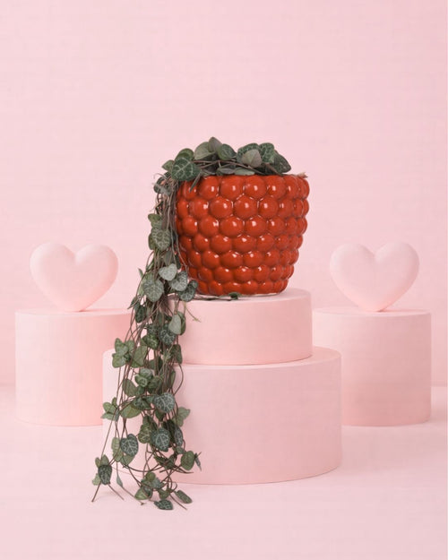 bubble pot + ceropegia woodiii m