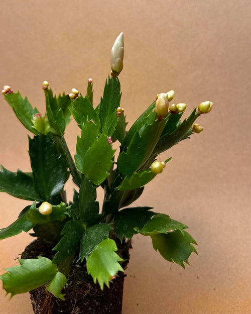 cactus navidad blanco detalle
