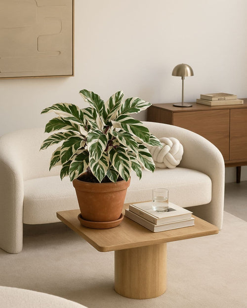 calathea-white-fusion-contexto-salon
