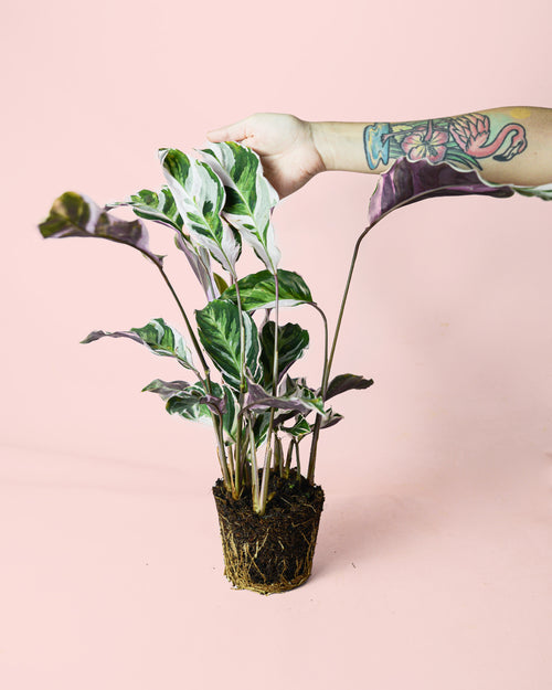 calathea-white-fusion-planta