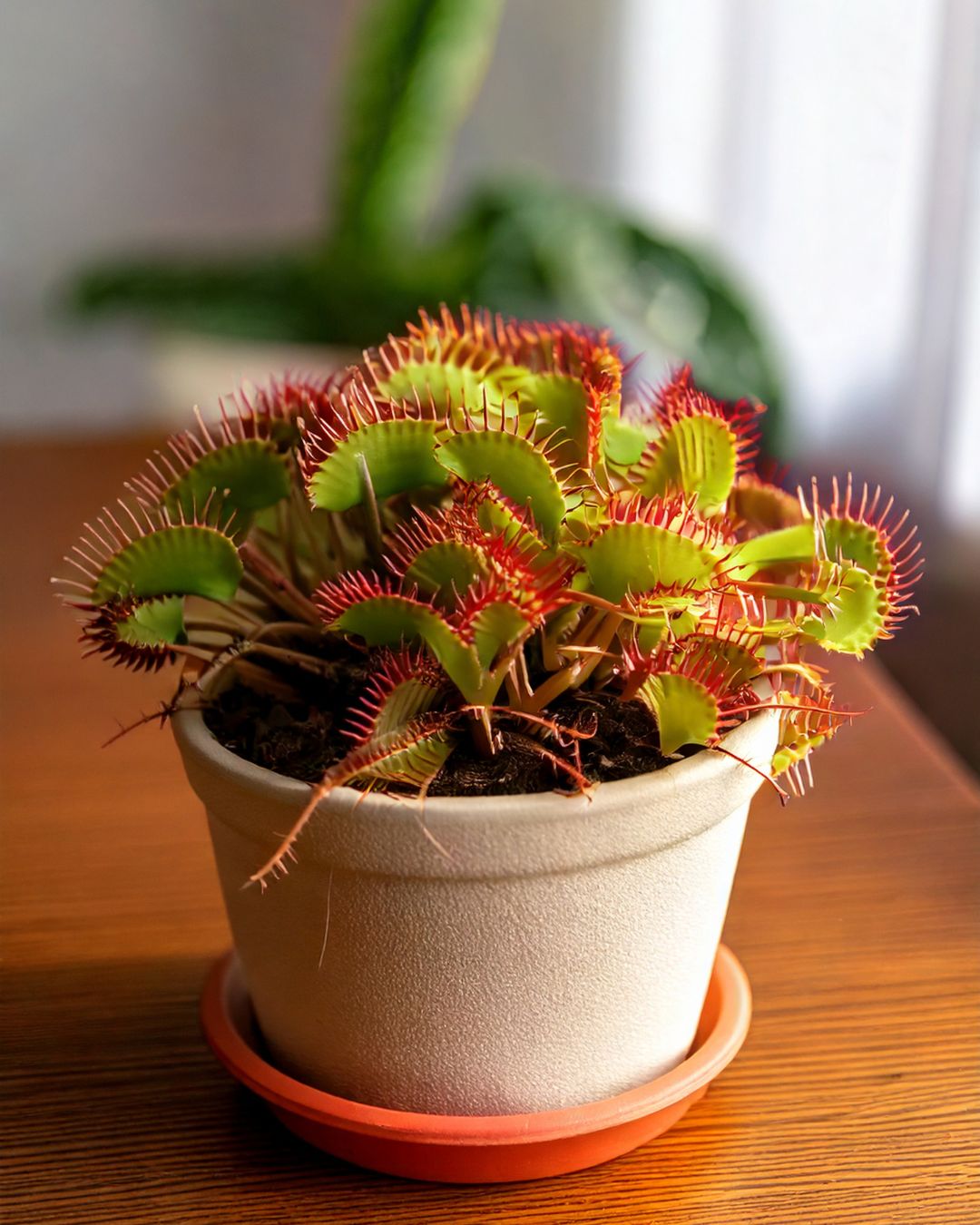 carnivora dionaea venus atrapamoscas contexto