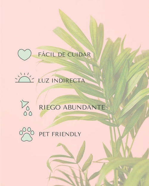 chamaedorea elegans cuidados m