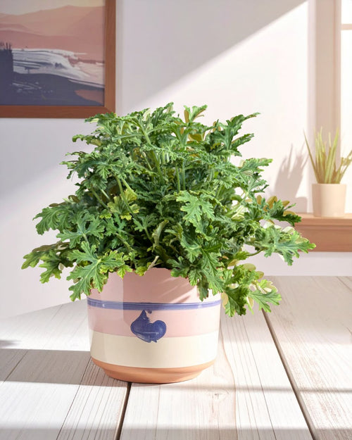 citronela-planta-antimosquitos (1) contexto