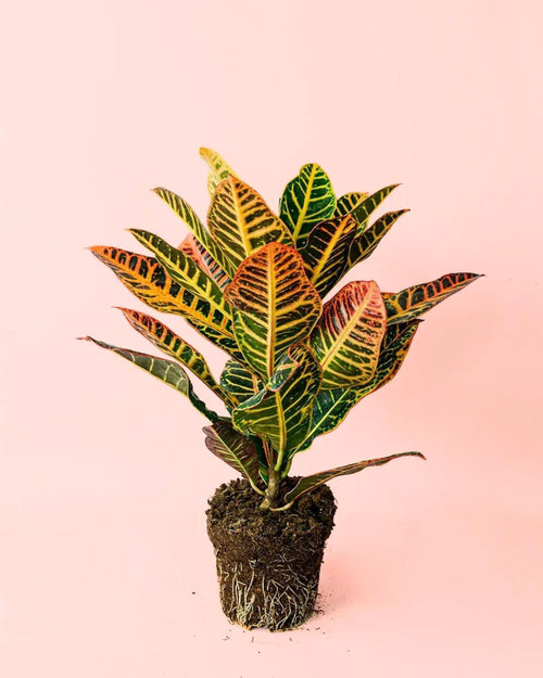 croton planta mediana