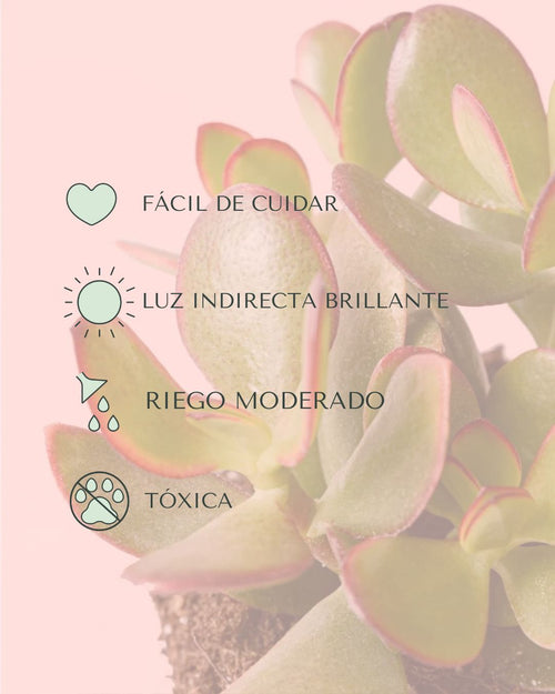 cuidados arbol de jade