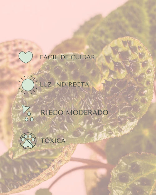 cuidados begonia ferox