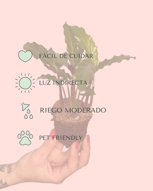 cuidados-calathea rufibarba