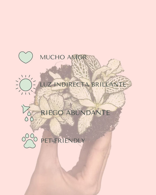 cuidados-fittonia blanca