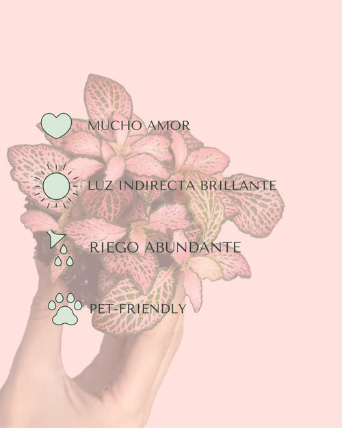 cuidados-fittonia pink