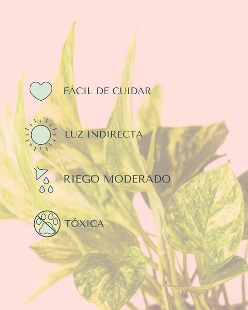 cuidados-golden-pothos
