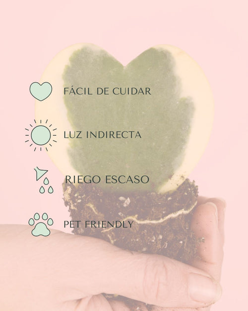 cuidados-hoya kerrii variegada