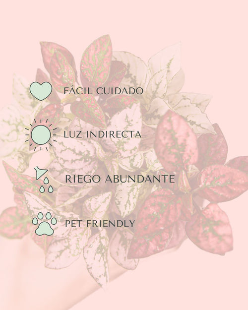 cuidados hypoestes confeti