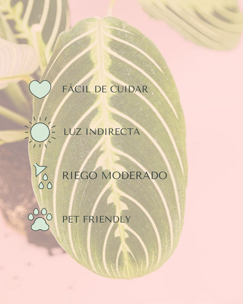 cuidados-maranta-lemon-lime