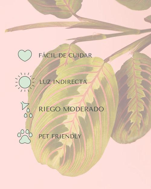 cuidados-maranta-leuconeura