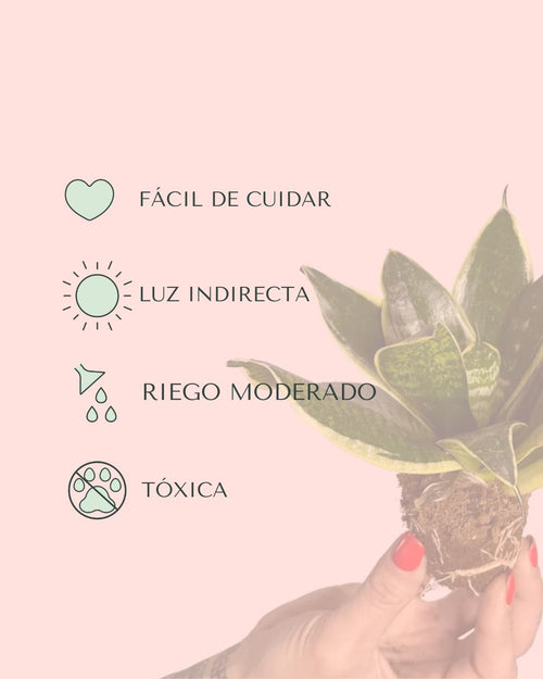 cuidados sansevieria golden