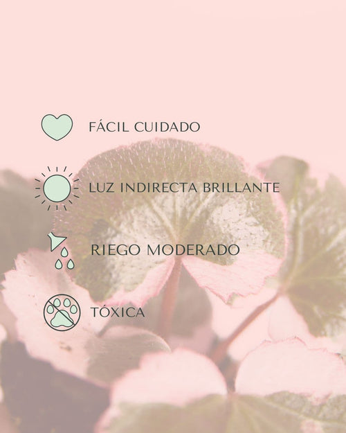 cuidados saxifraga variegada mini