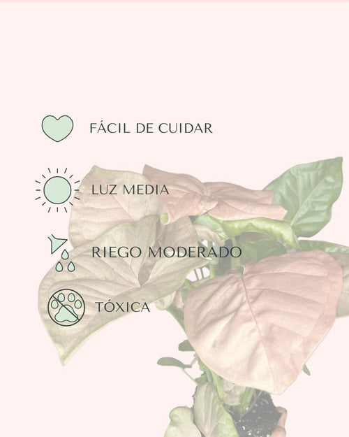 cuidados-syngonium-neon-pink
