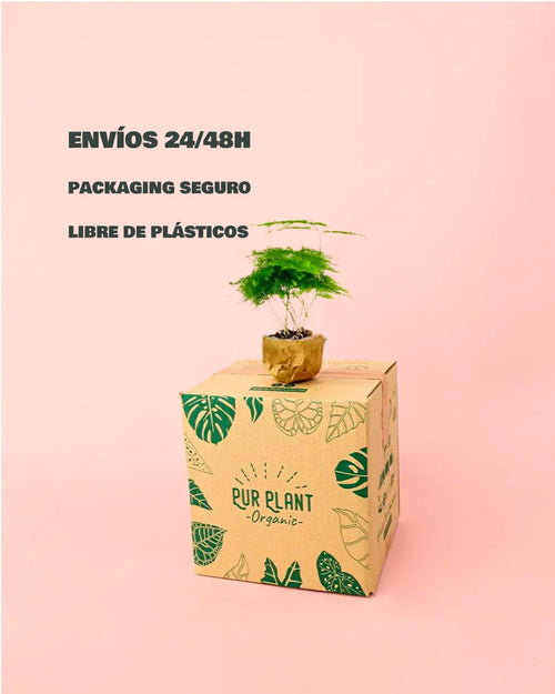 envios- caja-Asparagus plumosus