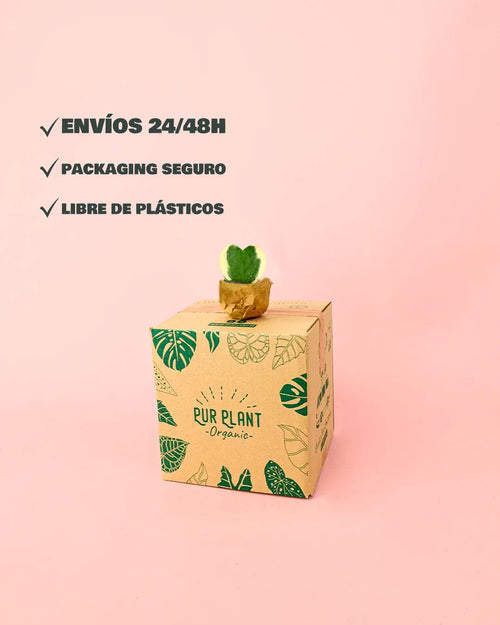 Hoya Kerrii Variegada