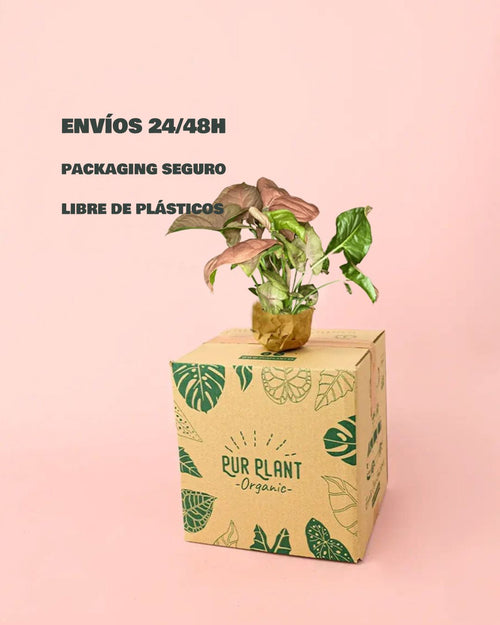 envios- seguro-syngonium-neon-pink