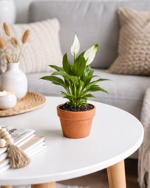 espatifilo lirio de la paz mini contexto