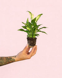 Espatifilo – Lirio de La Paz Mini