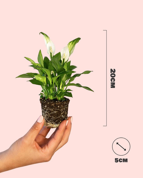 espatifilo mini medidas