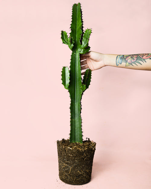 euphorbia-acrurensis-planta