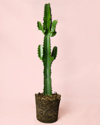 Euphorbia Acrurensis
