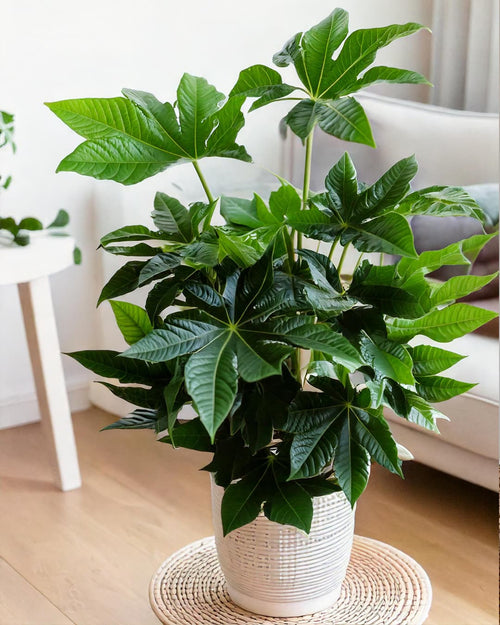 fatsia-japonica-contexto-salon (1)