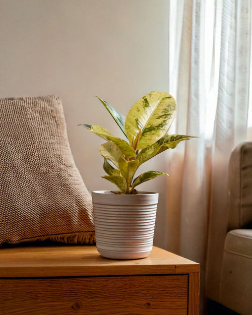 ficus Shivereana Moonshine contexto