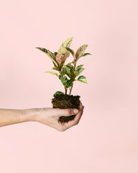 Ficus Shivereana Variegata Mini