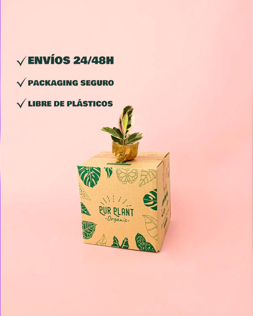 ficus tineke mini envio seguro