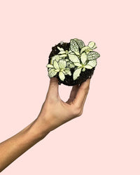 Fittonia Blanca Mini