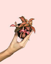 Fittonia Dark Pink Mini