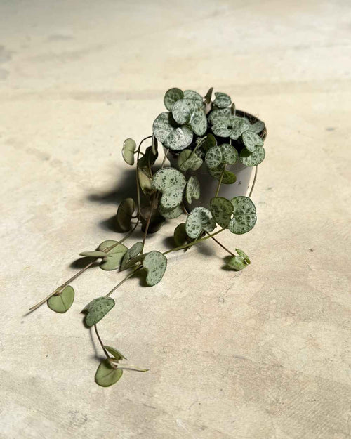 Gift Set Halo – Ceropegia Woodii