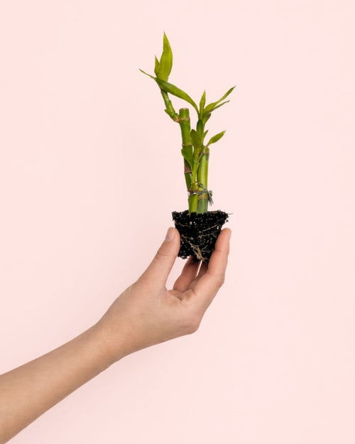 dracaena-lucky-bamboo-mini