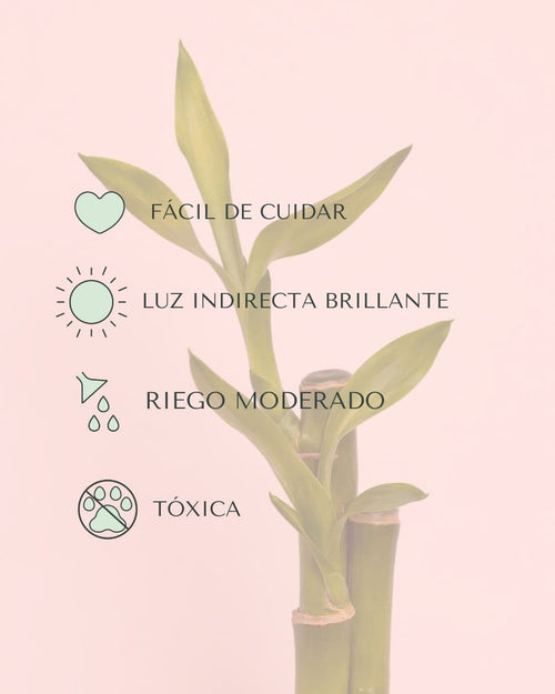 dracaena-lucky-bamboo-mini-cuidados