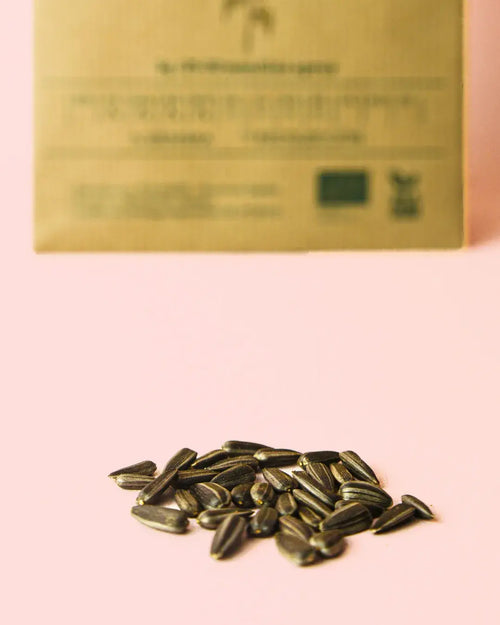 girasol-gigante-semillas