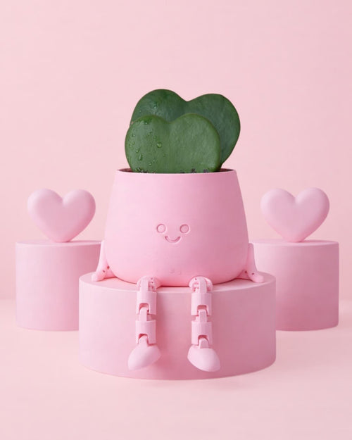 happy pot rosa con hoya kerrii doble