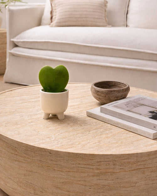 Gift Set Hoya Kerri + Maceta Cerámica Potit