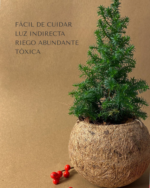 kokodama arbol detalle