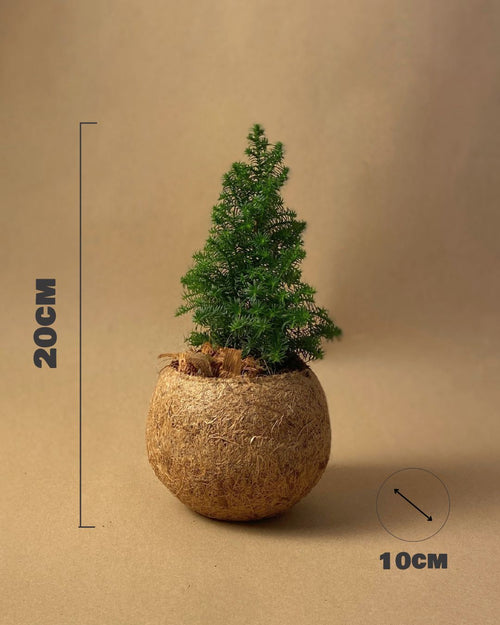 kokodama arbol navidad medidas