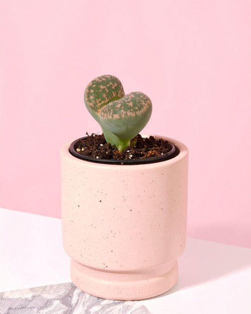 lithops piedra viva mini maceta