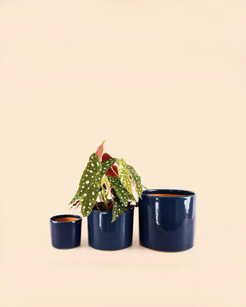 maceta azul noche m medidas