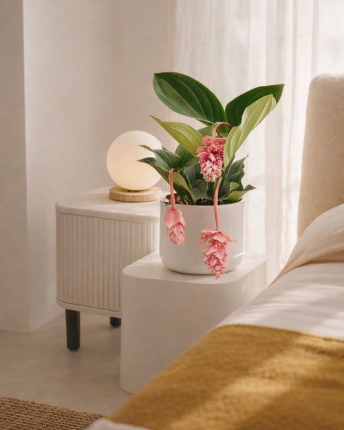 medinilla flamenco contexto